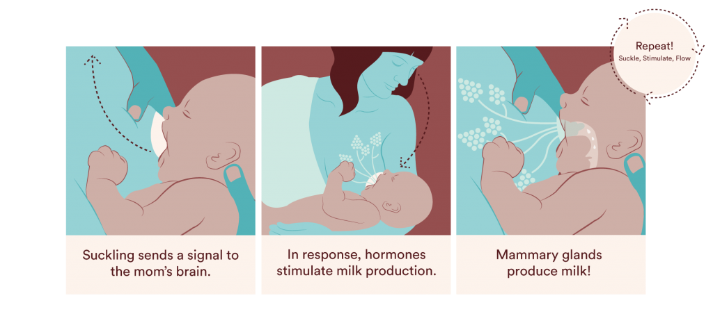 impact of stress on breast milk supply - Breast Milk-Making Process