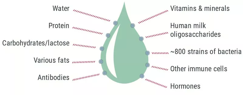 What's in Breast Milk